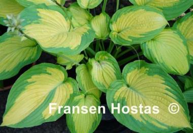 Hosta Summer Serenade