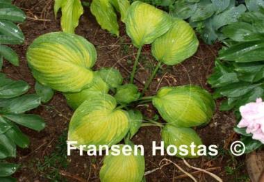 Hosta Summer Serenade