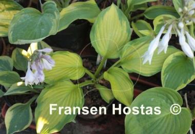 Hosta Summer Serenade