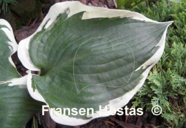 Hosta Summer Snow
