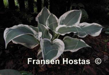 Hosta Summer Snow