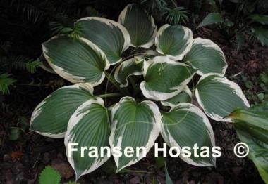 Hosta Summer Snow