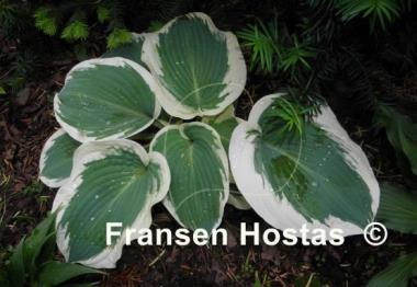 Hosta Summer Snow