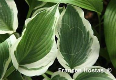 Hosta Summer Snow