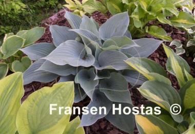 Hosta Summer Squall
