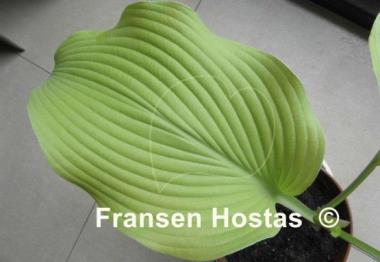 Hosta Summer Warrior