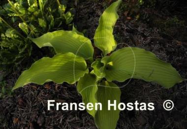 Hosta Summer Warrior