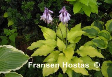 Hosta Summer Warrior