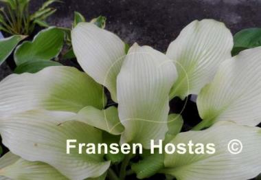 Hosta Summer Warrior