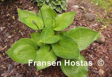 Hosta Sumsational