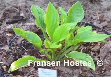Hosta Sun Catcher
