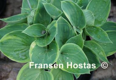 Hosta Sun Drop