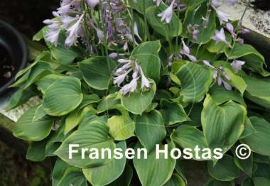 Hosta Sun Drop