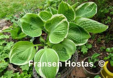 Hosta Sun Kissed 