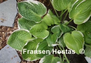 Hosta Sun Kissed