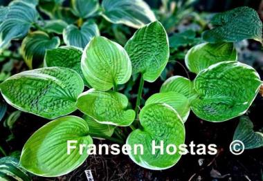 Hosta Sun Kissed