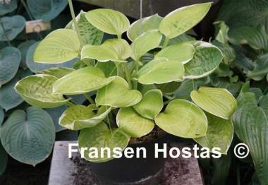 Hosta Sun Kissed