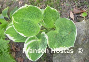 Hosta Sun Kissed