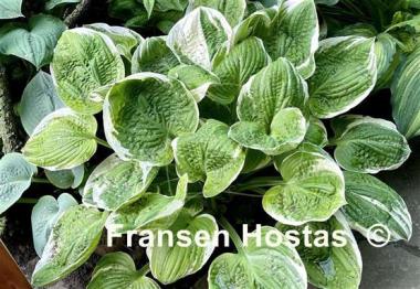 Hosta Sun Kissed