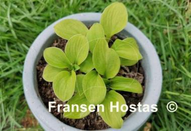 Hosta Sun Mouse