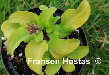 Hosta Sun Mouse