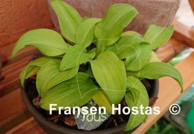 Hosta Sun Mouse