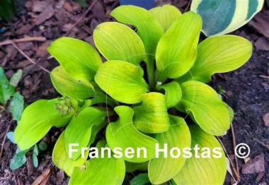 Hosta Sun Mouse