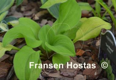 Hosta Sun Mouse