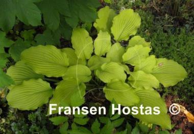 Hosta Sun Power