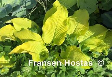 Hosta Sun Power