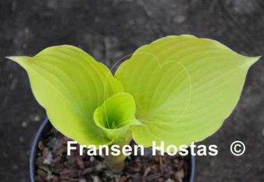 Hosta Sun Shower