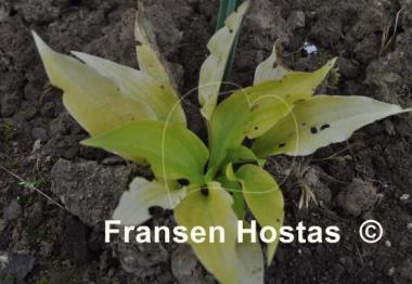 Hosta Sun Worshipper