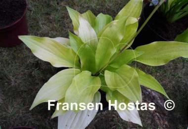 Hosta Sun Worshipper