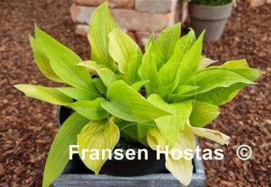 Hosta Sun Worshipper