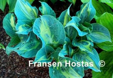 Hosta Sun and Shadow