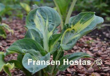 Hosta Sun and Shadow