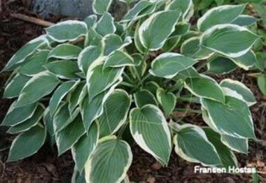 Hosta Sundance