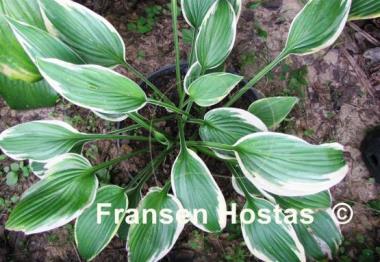 Hosta Sundance