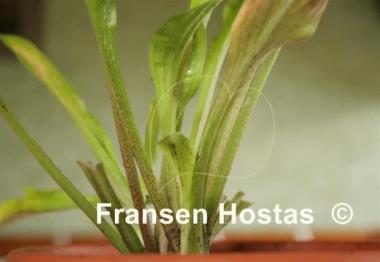 Hosta Sunlight Child