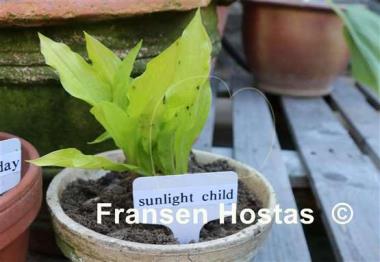 Hosta Sunlight Child