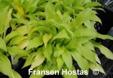 Hosta Sunlight Child