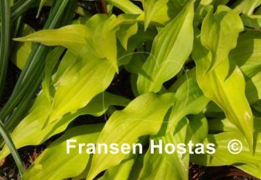 Hosta Sunlight Child
