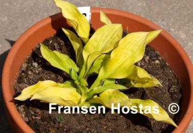 Hosta Sunlight Child