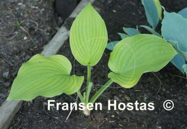 Hosta Sunny Day