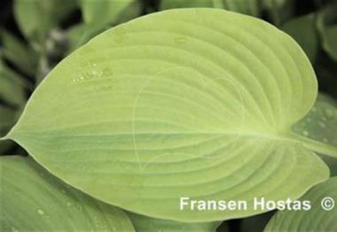 Hosta Sunny Delight