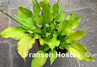 Hosta Sunny Disposition