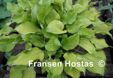 Hosta Sunny Disposition