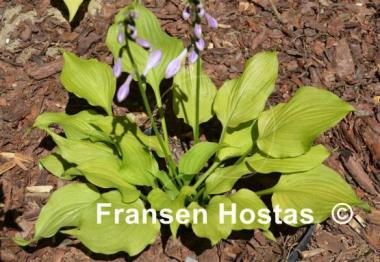 Hosta Sunny Disposition