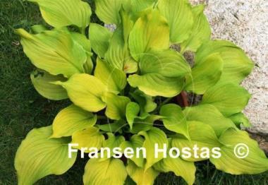 Hosta Sunny Disposition