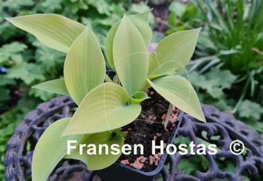 Hosta Sunny Halcyon 